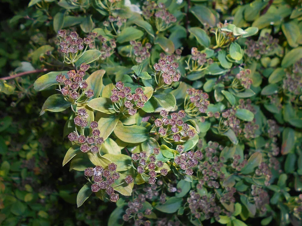 Nipponi gyöngyvessző / Spiraea nipponica 'Halward's Silver'
