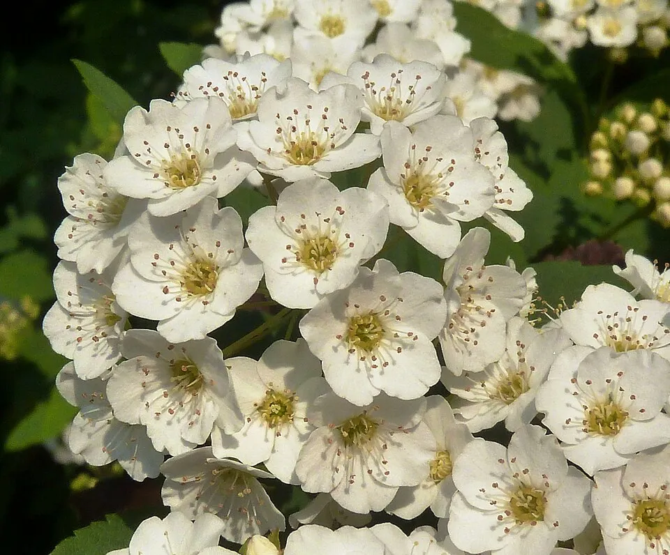 Fehér virágú nipponi gyöngyvessző / Spiraea nipponica 'Snowmound'