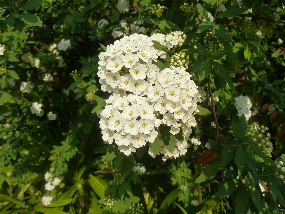 Fehér virágú nipponi gyöngyvessző / Spiraea nipponica 'Snowmound'
