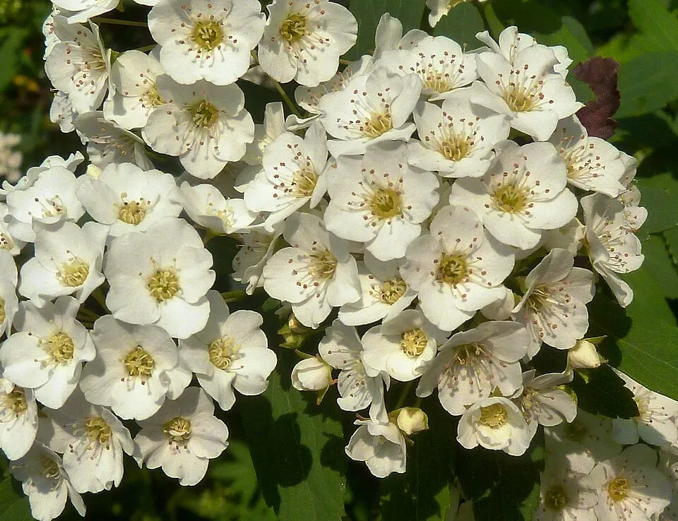 Fehér virágú nipponi gyöngyvessző / Spiraea nipponica 'Snowmound'