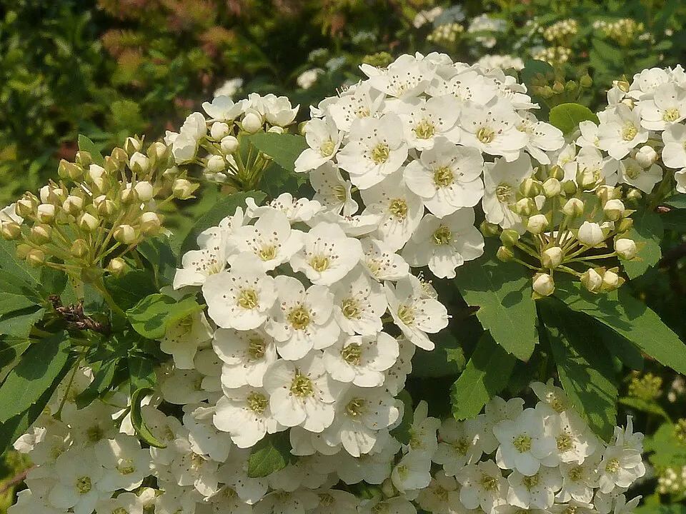 Fehér virágú nipponi gyöngyvessző / Spiraea nipponica 'Snowmound'