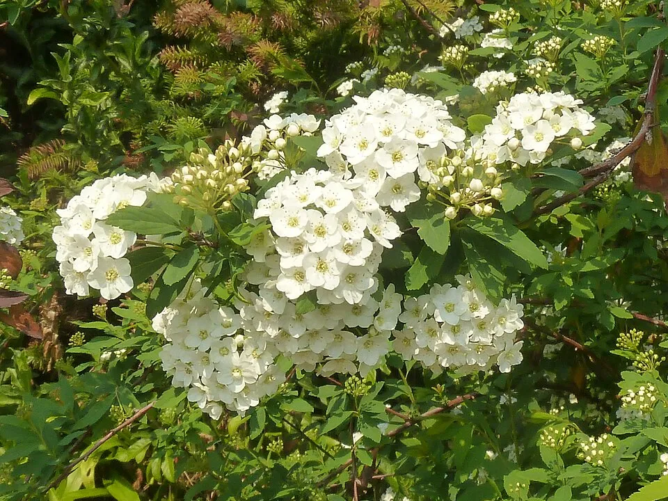 Fehér virágú nipponi gyöngyvessző / Spiraea nipponica 'Snowmound'