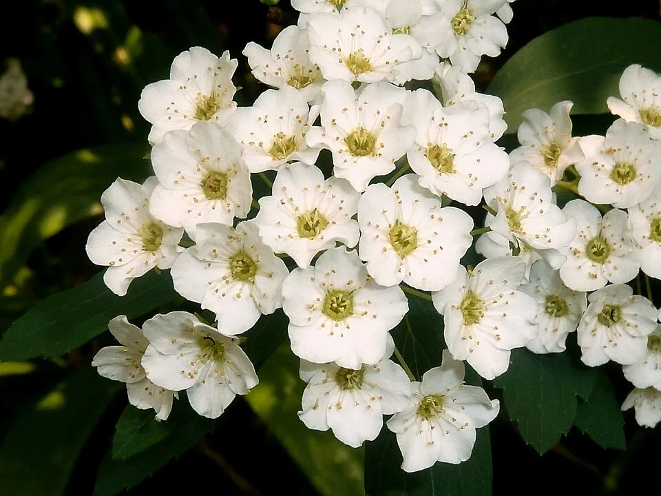 Fehér virágú nipponi gyöngyvessző / Spiraea nipponica 'Snowmound'