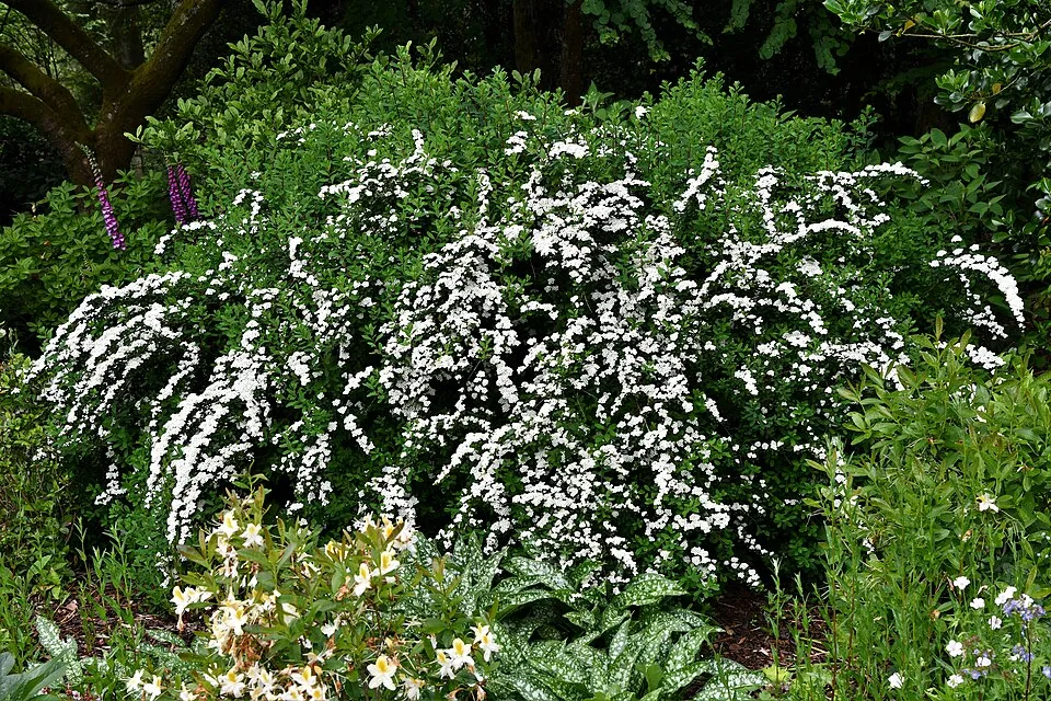 Fehér virágú nipponi gyöngyvessző / Spiraea nipponica 'Snowmound'