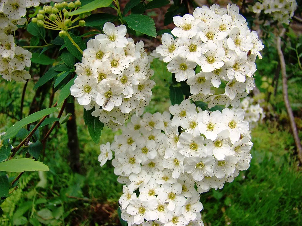 Kerti gyöngyvessző / Spiraea x vanhouttei