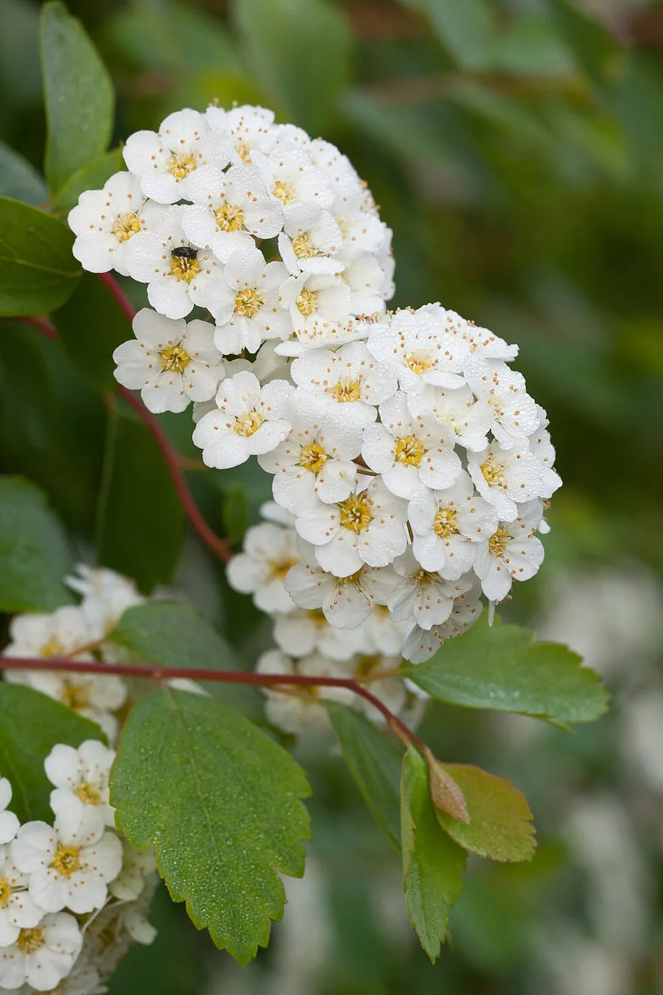 Kerti gyöngyvessző / Spiraea x vanhouttei