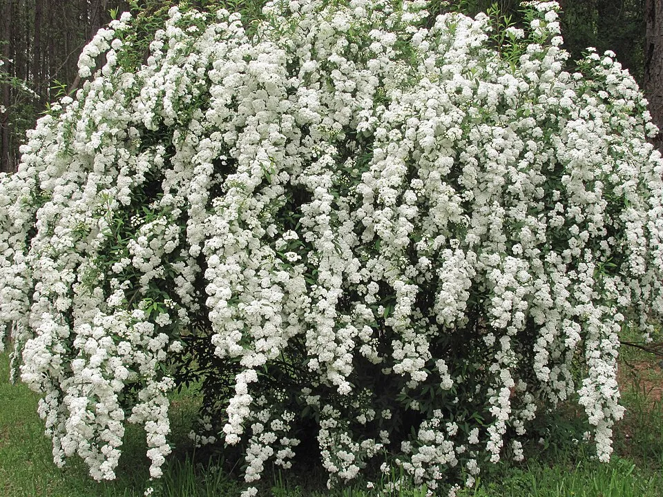 Kerti gyöngyvessző / Spiraea x vanhouttei