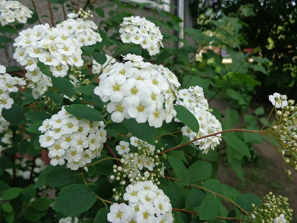 Kerti gyöngyvessző / Spiraea x vanhouttei