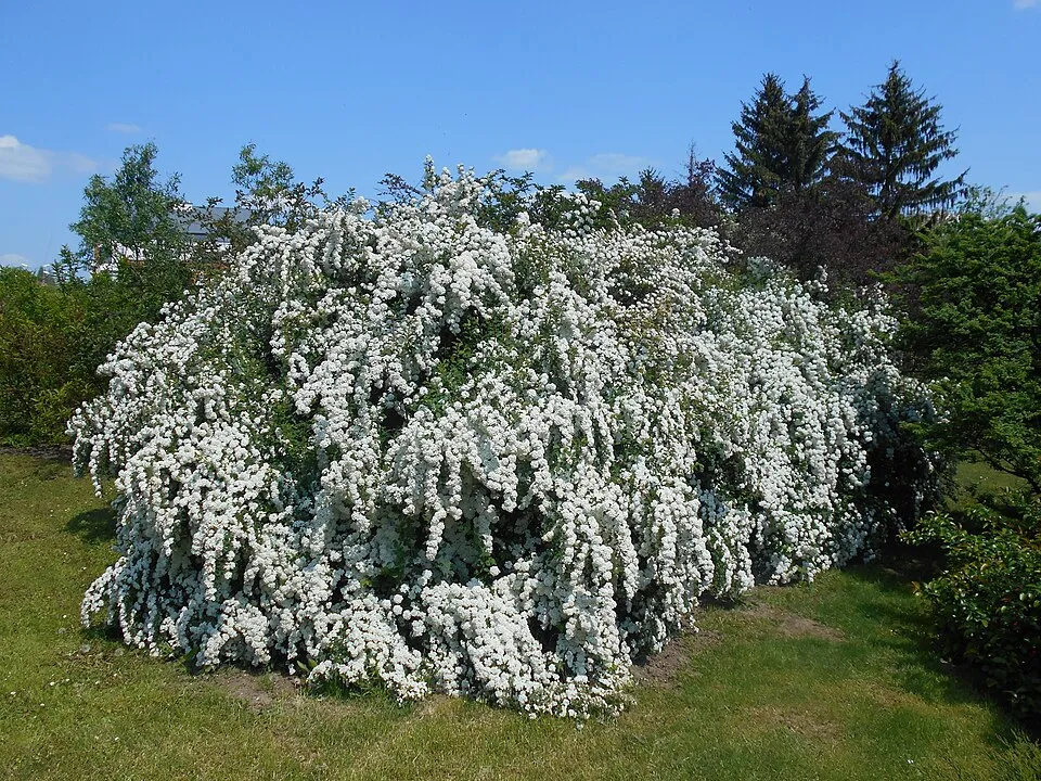 Kerti gyöngyvessző / Spiraea x vanhouttei