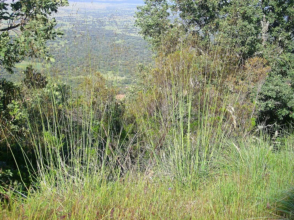 Óriás árvalányhaj / Stipa gigantea