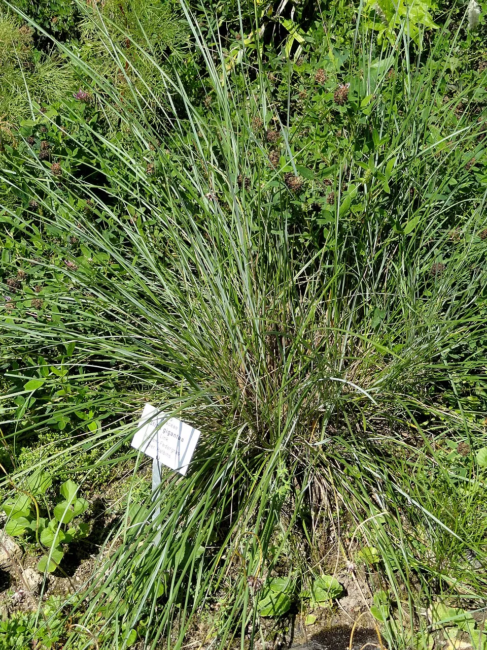 Óriás árvalányhaj / Stipa gigantea