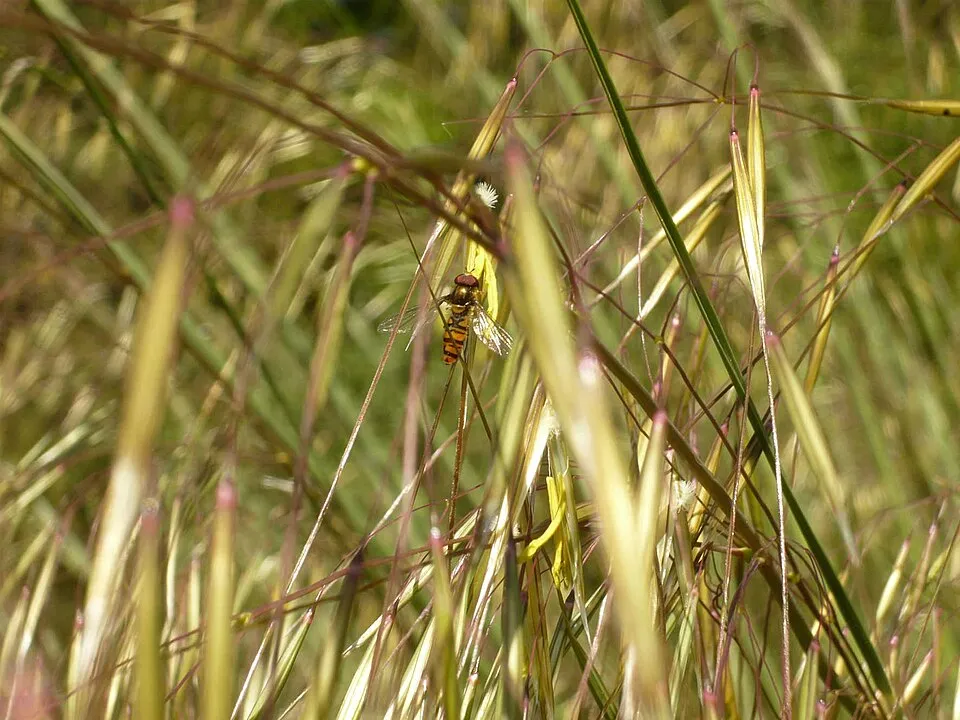 Óriás árvalányhaj / Stipa gigantea