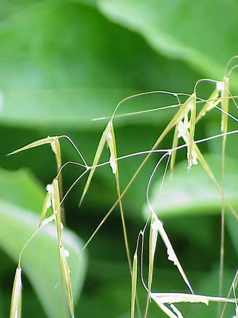 Óriás árvalányhaj / Stipa gigantea