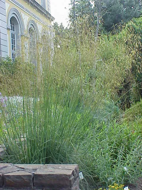 Óriás árvalányhaj / Stipa gigantea