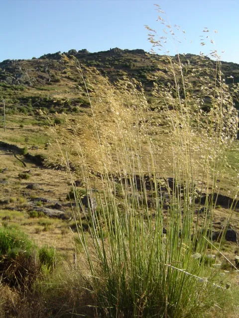 Óriás árvalányhaj / Stipa gigantea