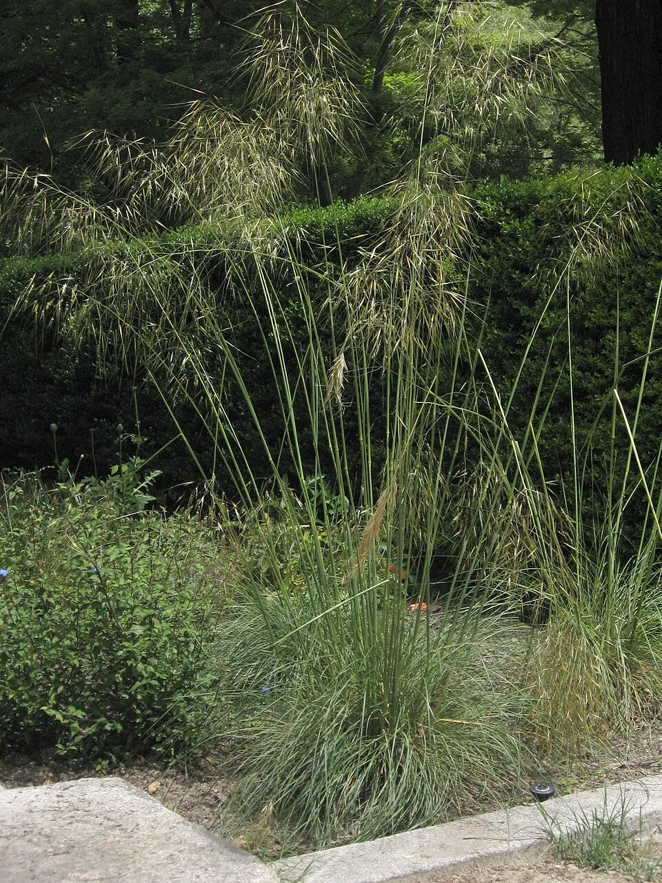 Óriás árvalányhaj / Stipa gigantea