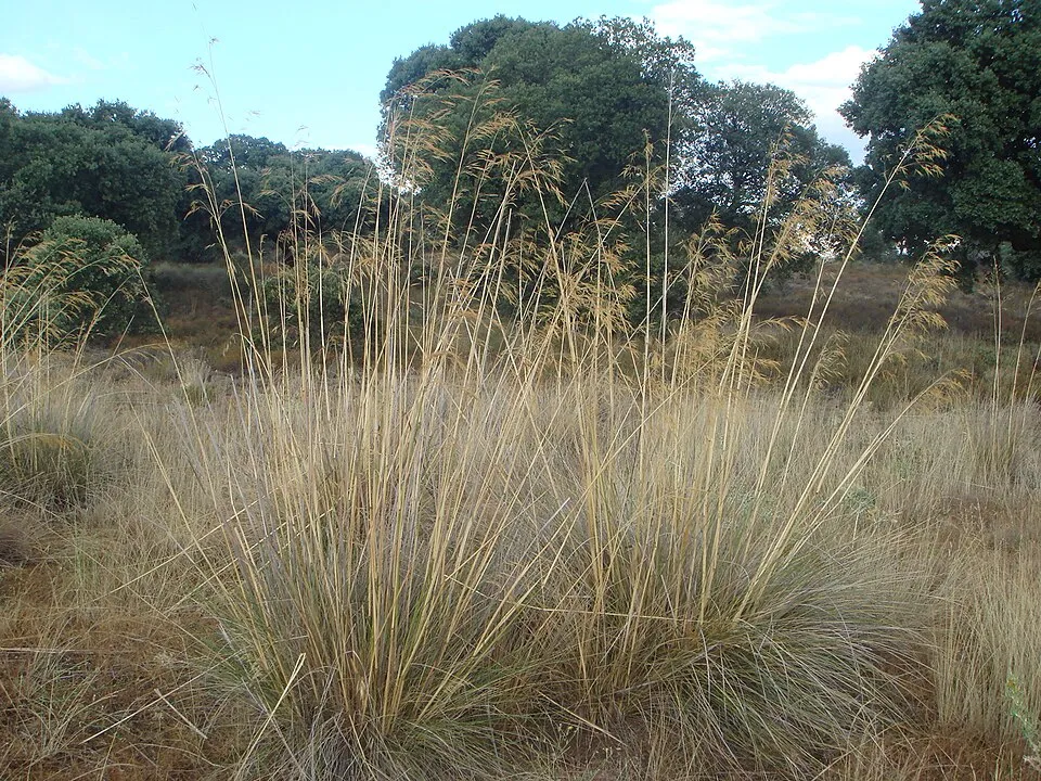 Óriás árvalányhaj / Stipa gigantea