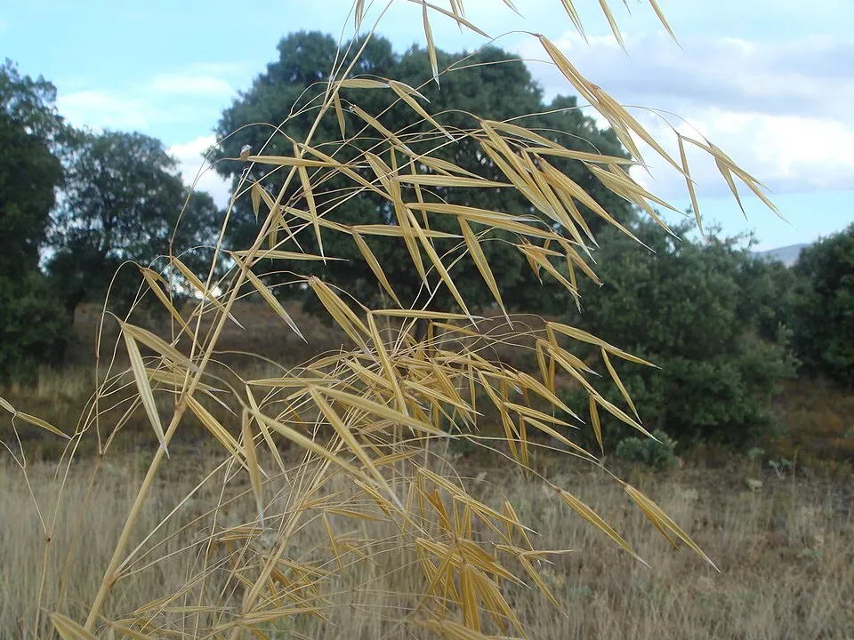 Óriás árvalányhaj / Stipa gigantea