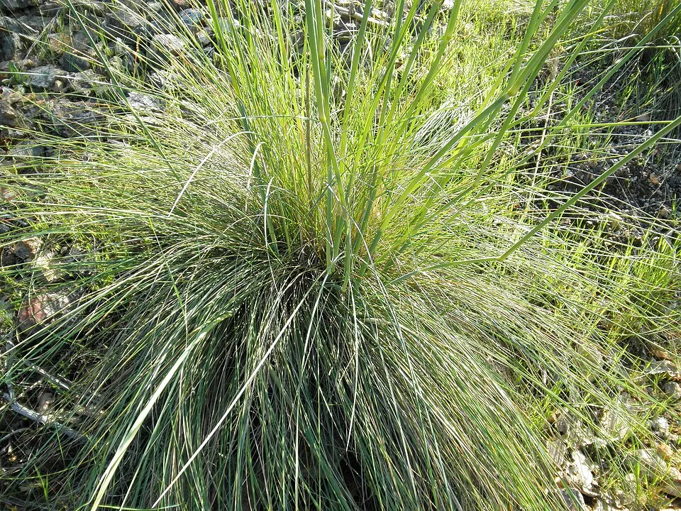 Óriás árvalányhaj / Stipa gigantea