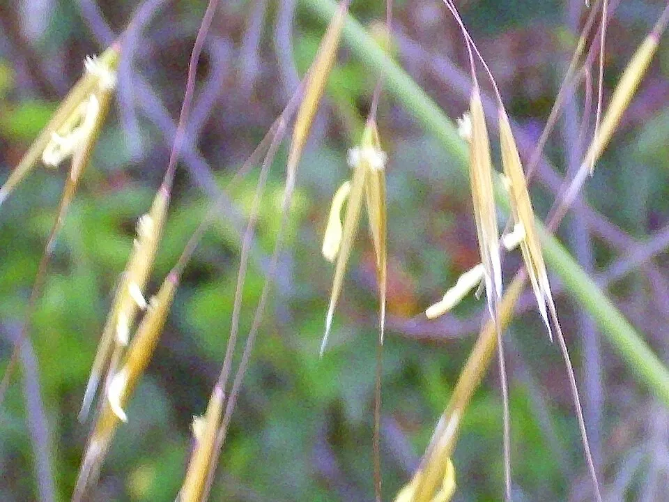 Óriás árvalányhaj / Stipa gigantea