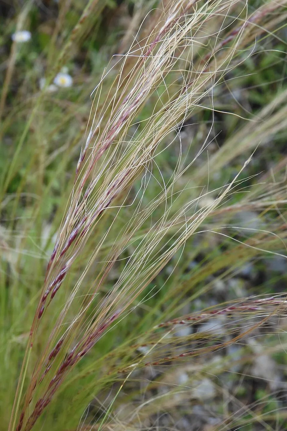 Mexikói árvalányhaj / Stipa tenuissima 'Pony Tails'