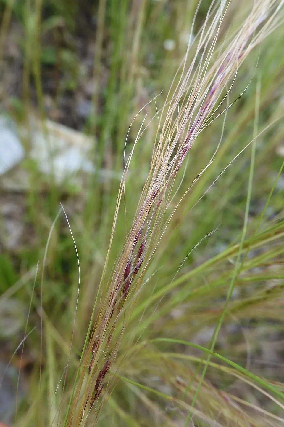 Mexikói árvalányhaj / Stipa tenuissima 'Pony Tails'
