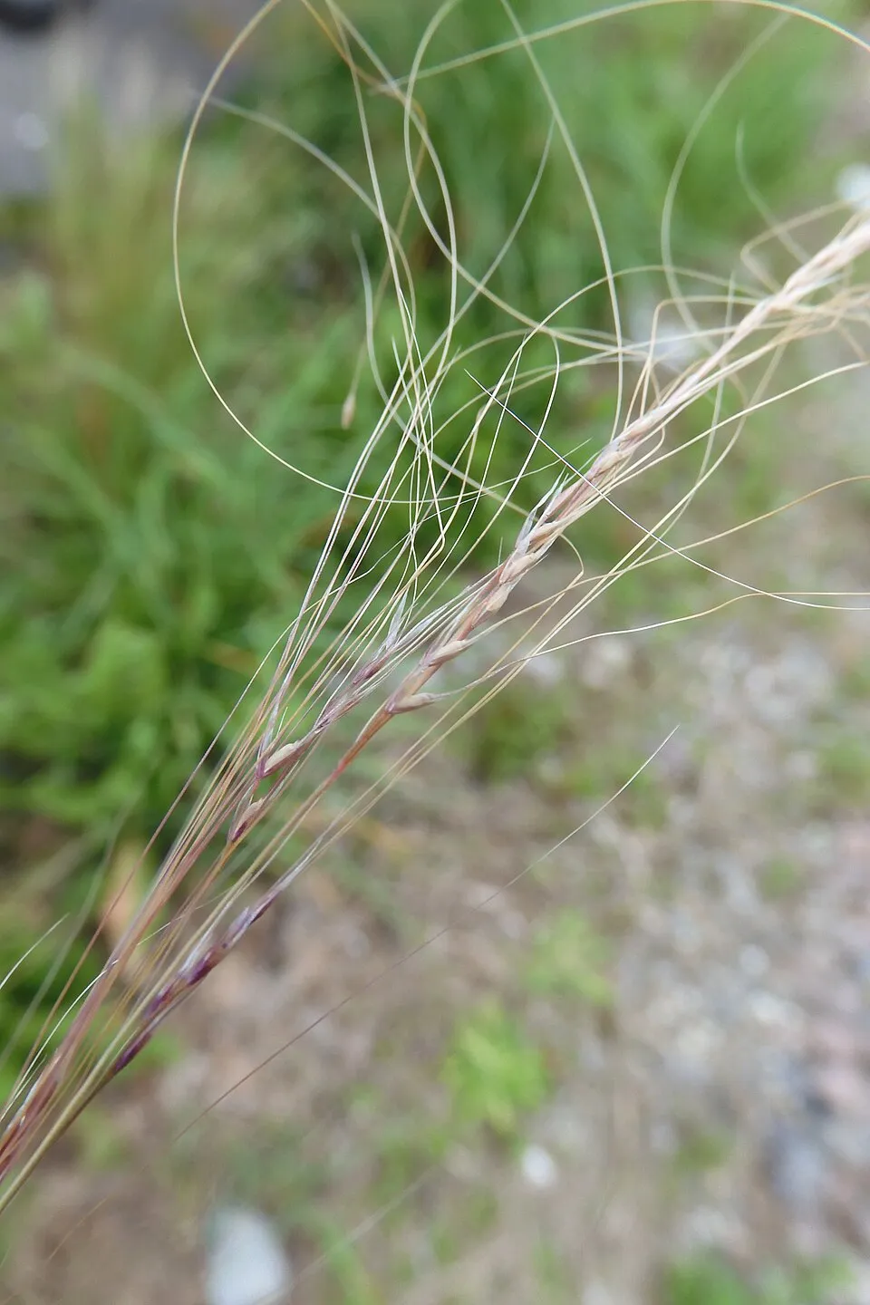 Mexikói árvalányhaj / Stipa tenuissima 'Pony Tails'