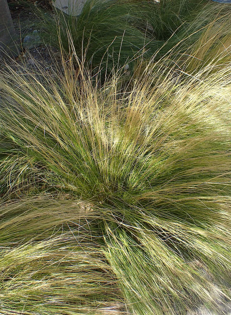 Mexikói árvalányhaj / Stipa tenuissima 'Pony Tails'