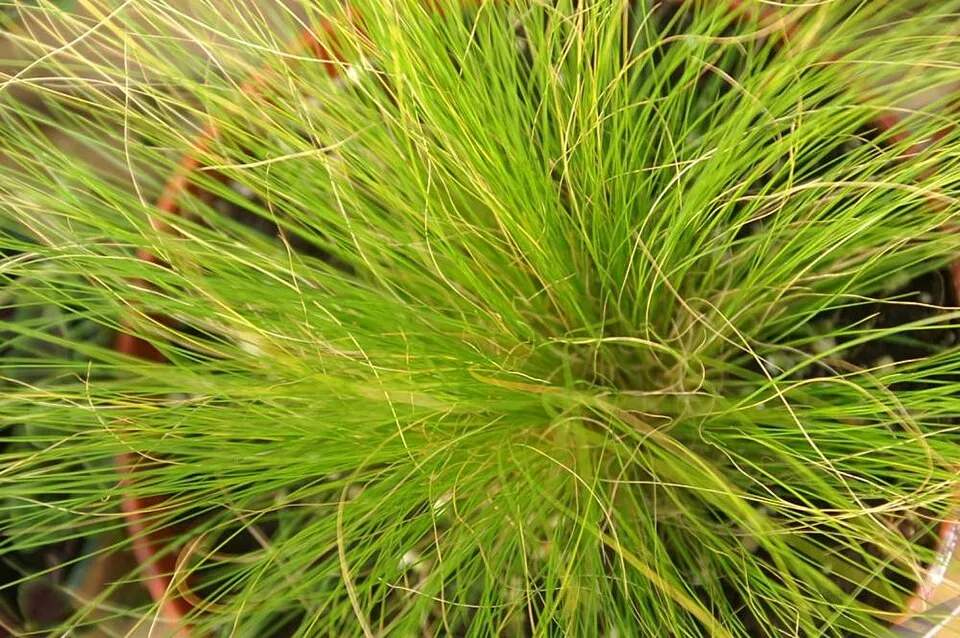 Mexikói árvalányhaj / Stipa tenuissima 'Pony Tails'