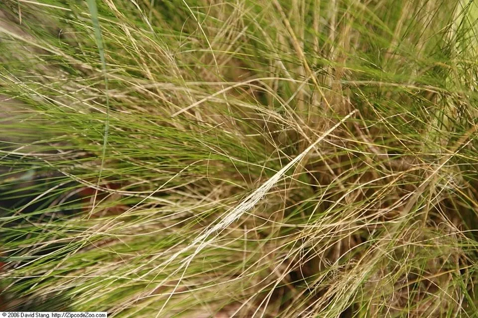 Mexikói árvalányhaj / Stipa tenuissima 'Pony Tails'