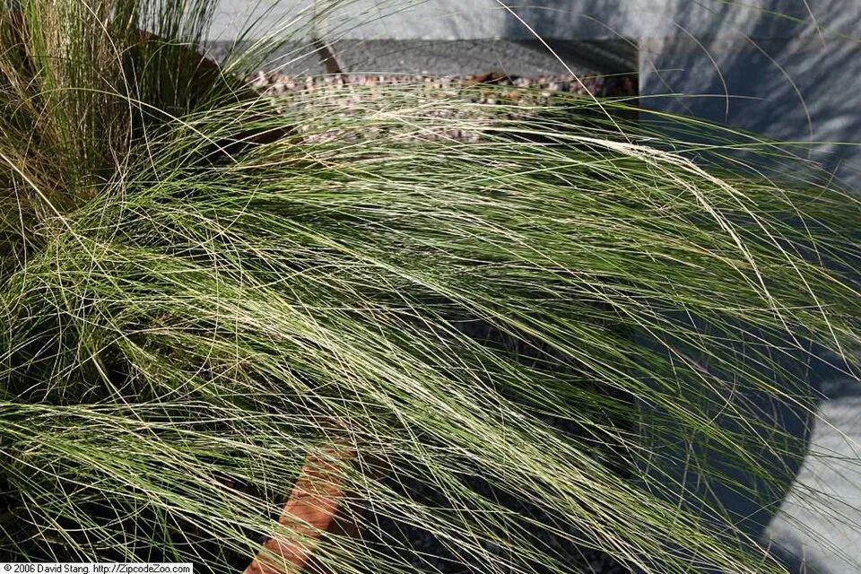Mexikói árvalányhaj / Stipa tenuissima 'Pony Tails'
