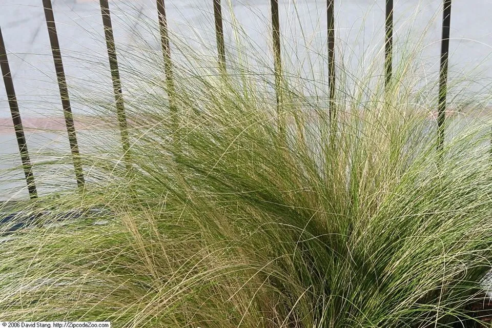 Mexikói árvalányhaj / Stipa tenuissima 'Pony Tails'