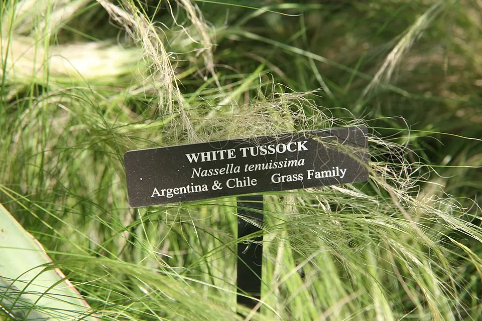 Mexikói árvalányhaj / Stipa tenuissima 'Pony Tails'
