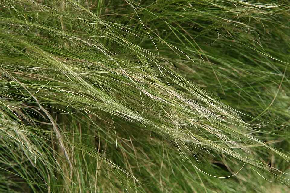 Mexikói árvalányhaj / Stipa tenuissima 'Pony Tails'