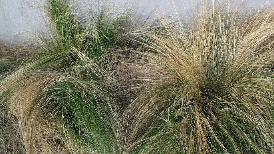 Mexikói árvalányhaj / Stipa tenuissima 'Pony Tails'