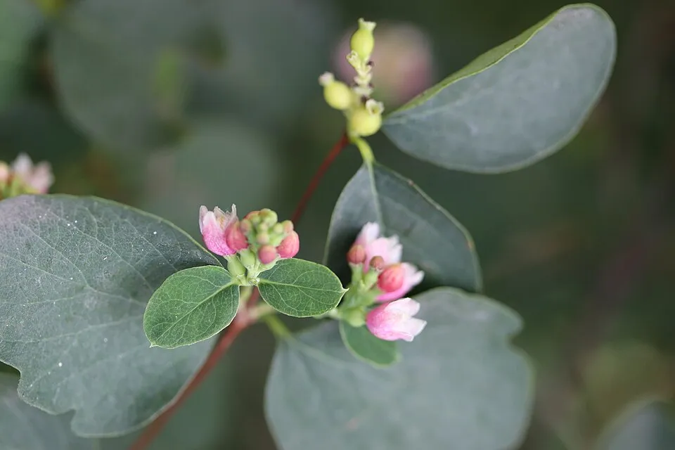 Fehér hóbogyó / Symphoricarpos albus