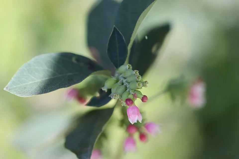 Fehér hóbogyó / Symphoricarpos albus