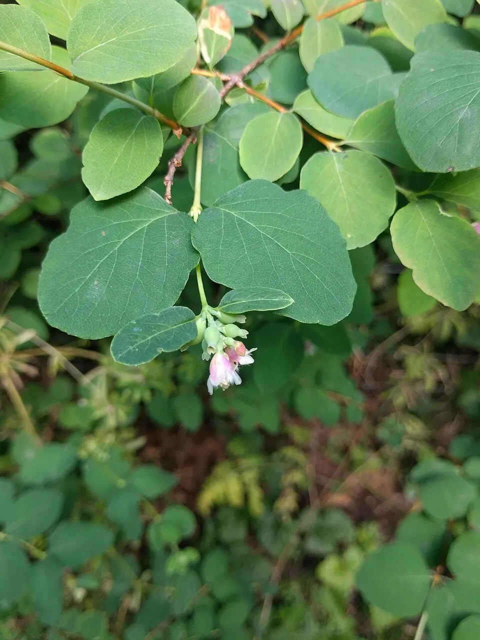Fehér hóbogyó / Symphoricarpos albus