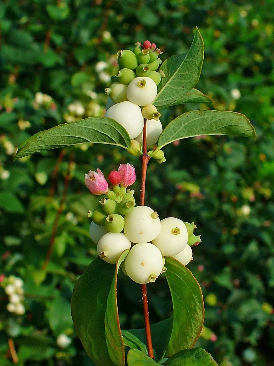 Fehér hóbogyó / Symphoricarpos albus