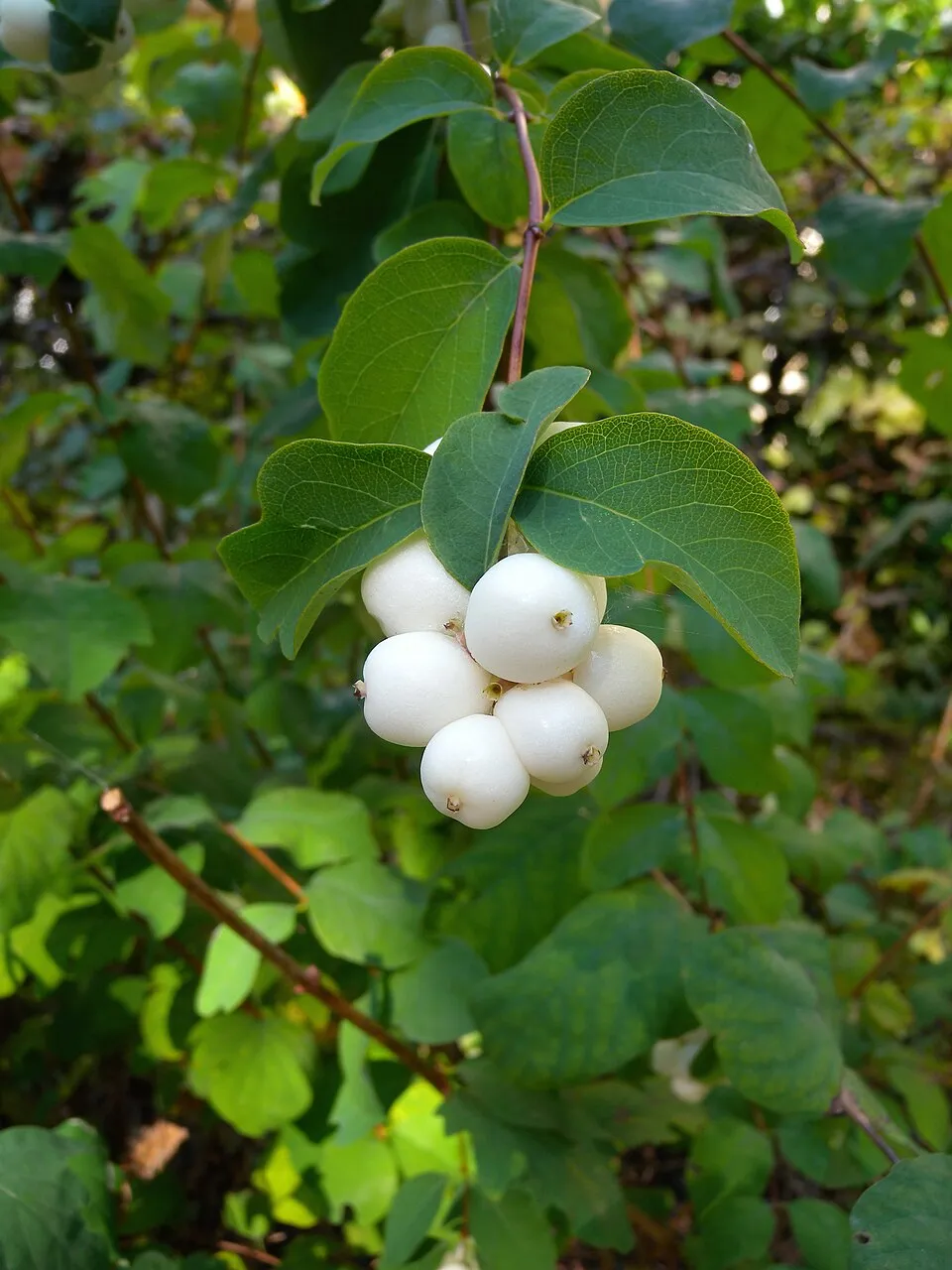 Fehér hóbogyó / Symphoricarpos albus
