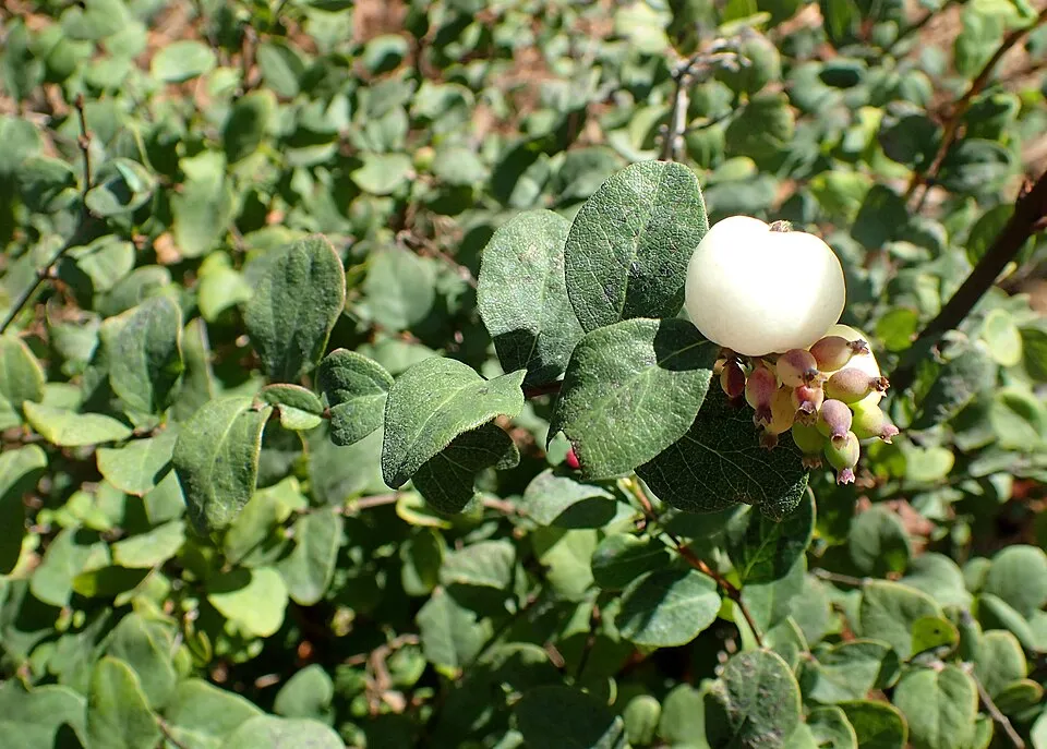 Fehér hóbogyó / Symphoricarpos albus