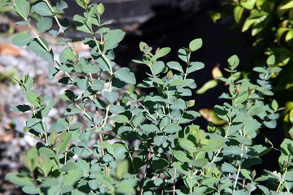 Fehér hóbogyó / Symphoricarpos albus