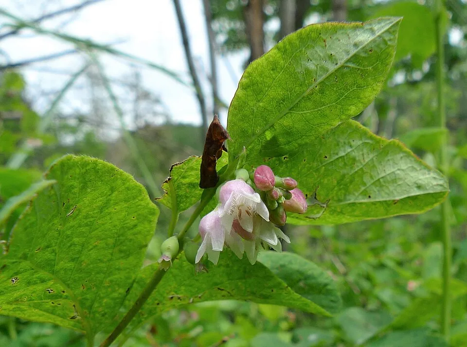 Fehér hóbogyó / Symphoricarpos albus