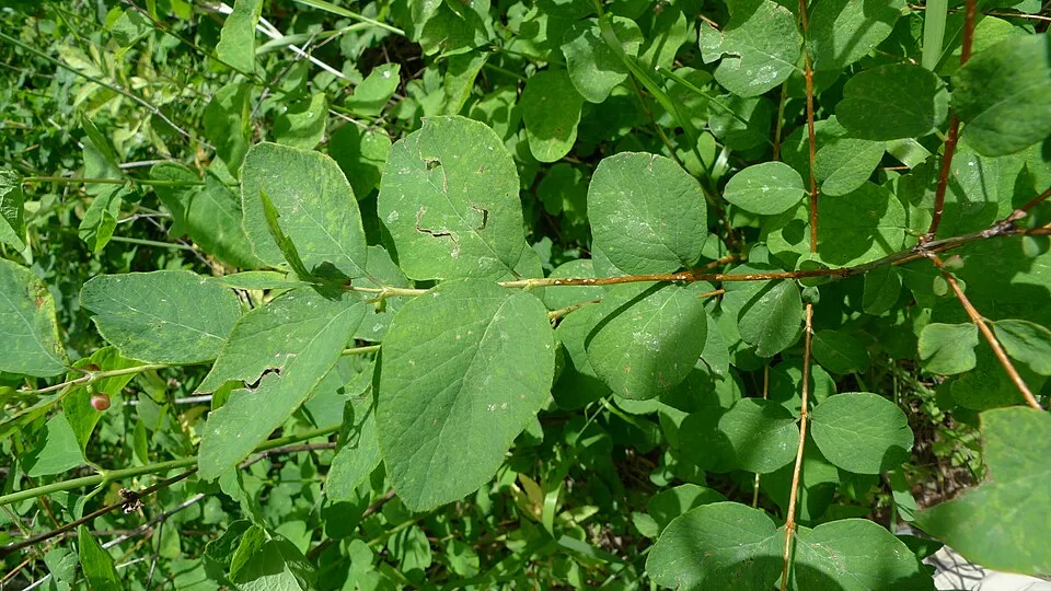 Fehér hóbogyó / Symphoricarpos albus