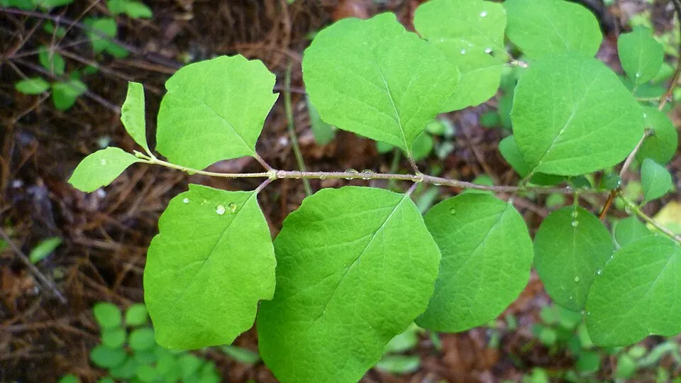 Fehér hóbogyó / Symphoricarpos albus