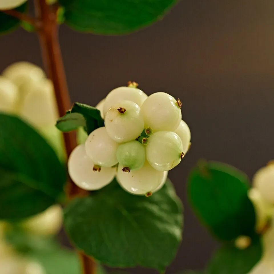 Fehér hóbogyó / Symphoricarpos albus