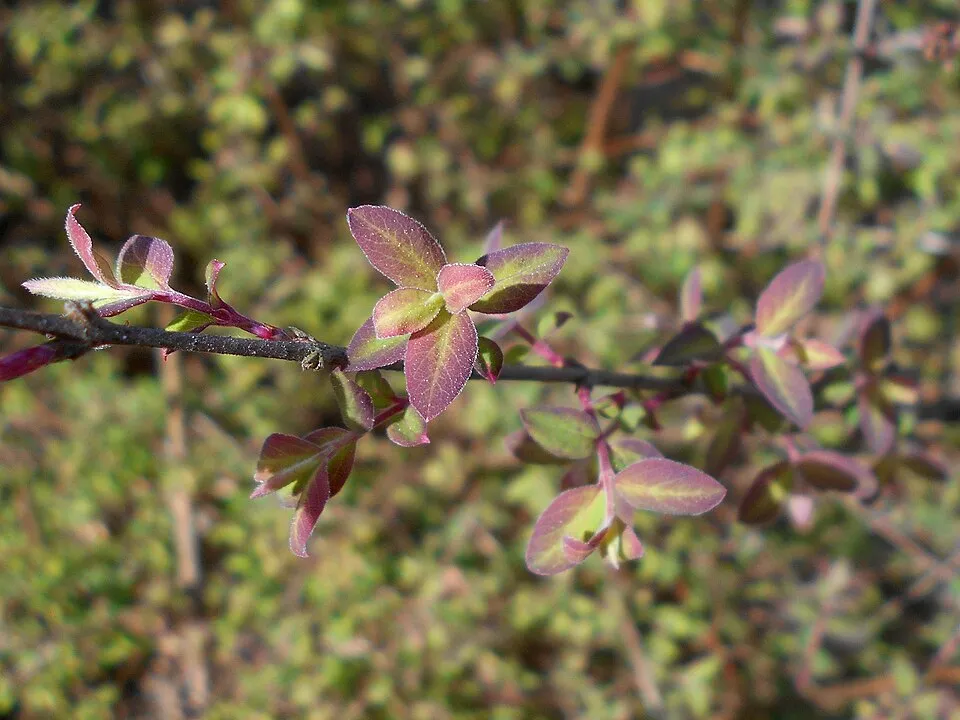 Sárga-tarka levelű, piros hóbogyó / Symphoricarpos orbiculatus 'Foliis Variegatus'