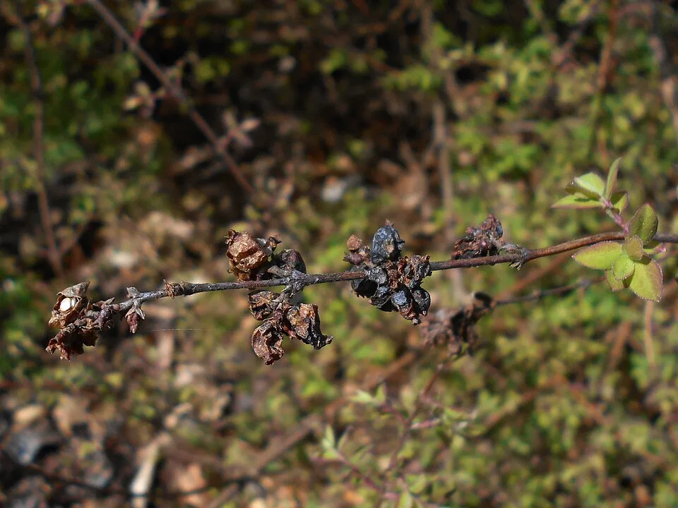 Sárga-tarka levelű, piros hóbogyó / Symphoricarpos orbiculatus 'Foliis Variegatus'