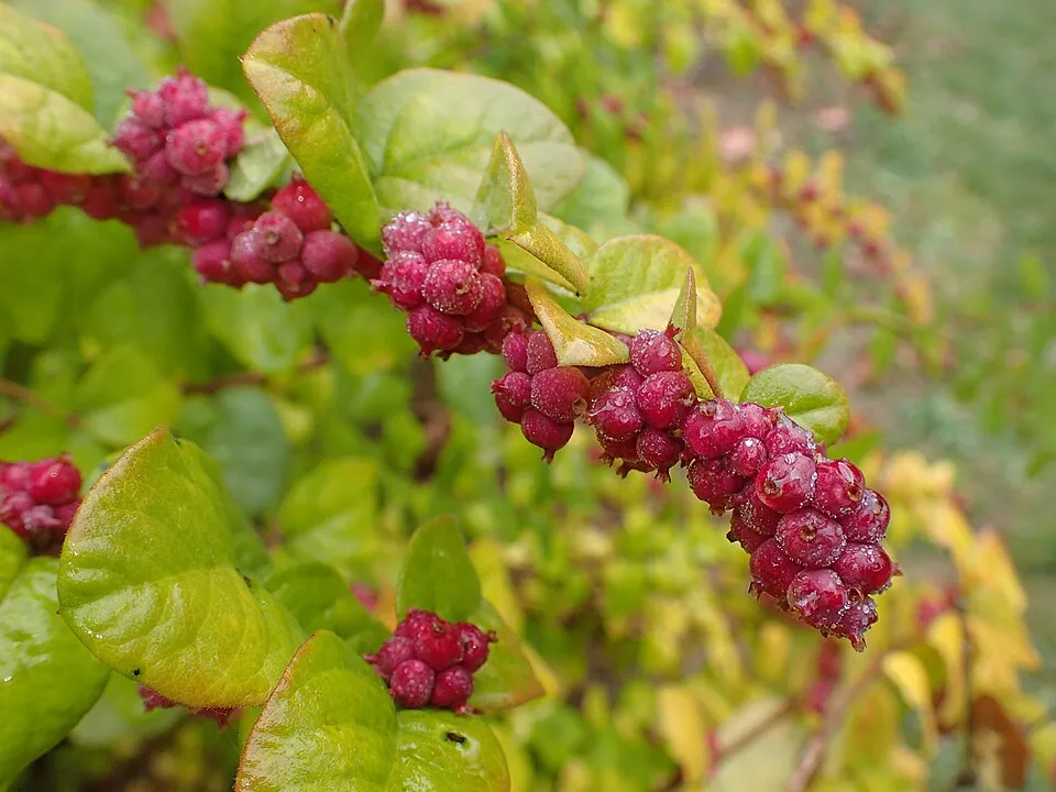 Sárga-tarka levelű, piros hóbogyó / Symphoricarpos orbiculatus 'Foliis Variegatus'