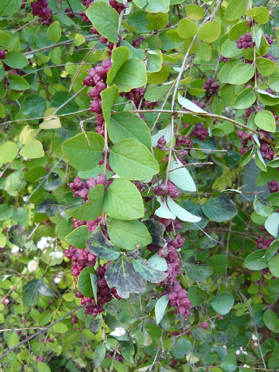 Sárga-tarka levelű, piros hóbogyó / Symphoricarpos orbiculatus 'Foliis Variegatus'